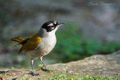 Phaenicophilus palmarum