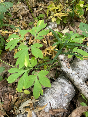 Corydalis cava, 2026-05-28