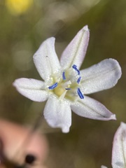 Triteleia lilacina