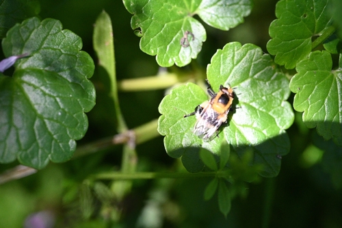 Bumble Bee Hover Fly