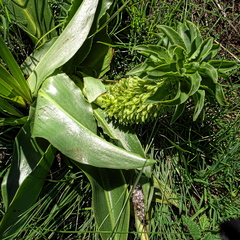 Eucomis autumnalis clavata