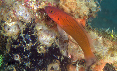 Pseudochromis moorei