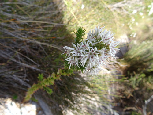 Sprengelia propinqua A.Cunn. ex DC.