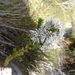 Sprengelia propinqua - Photo (c) Christopher Tracey, some rights reserved (CC BY-NC-SA), uploaded by Christopher Tracey