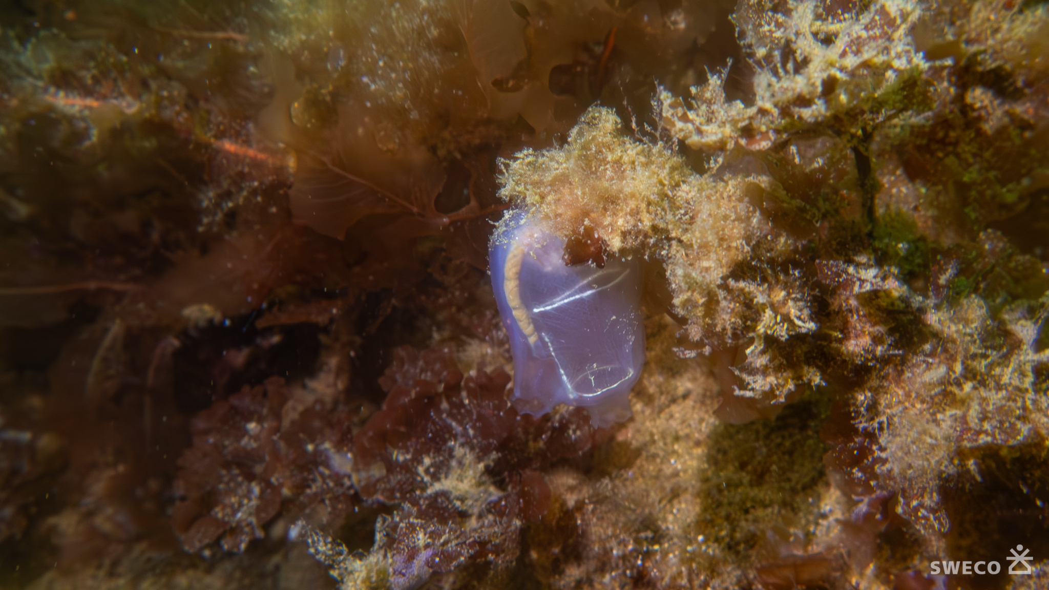 Corella parallelogramma (Müller, 1776)