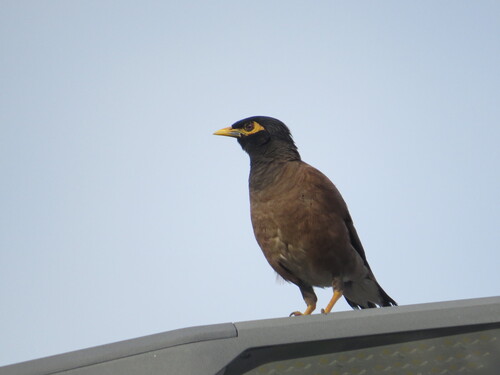 Common Myna