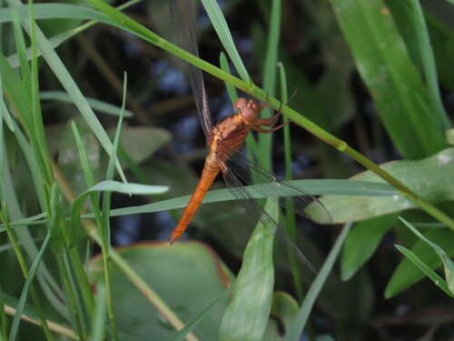 Orange Skimmer