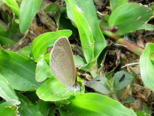 Lesser Grass Blue