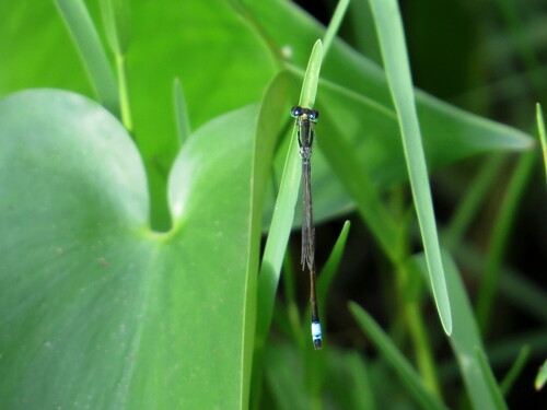 Common Bluetail