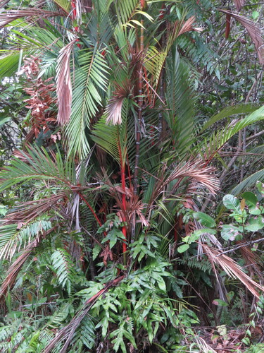 red sealing wax palm