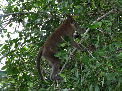 Long-tailed Macaque