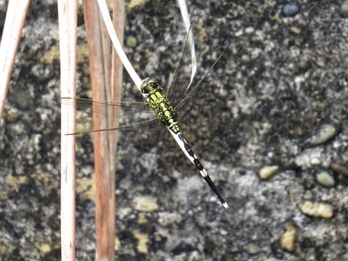 Slender Skimmer
