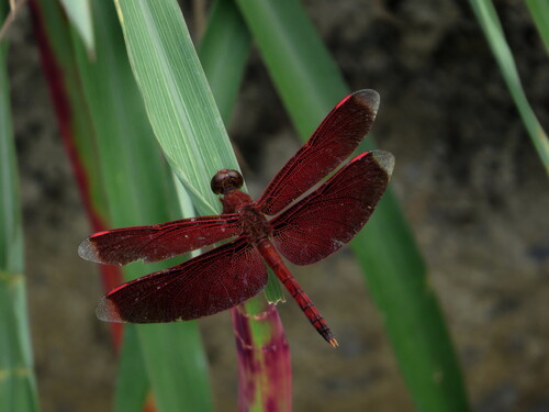 Straight-edge Red Parasol