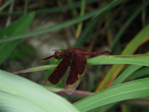 Common Parasol