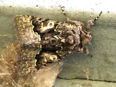 Behrensia conchiformis