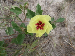 Cienfuegosia drummondii