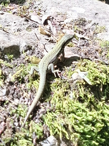 Common Wall Lizard
