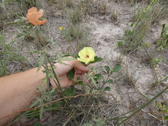 Cienfuegosia drummondii