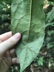 Pittosporum rubiginosum