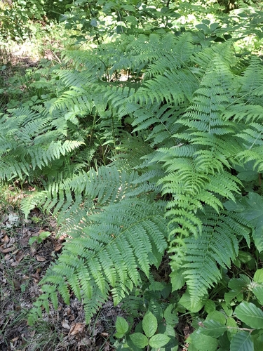 common bracken