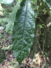 Pittosporum rubiginosum