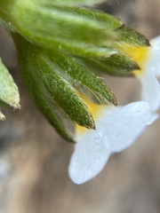 Plagiobothrys austinae