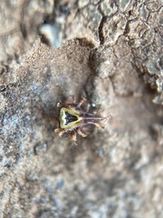 Plagiobothrys austinae