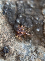 Plagiobothrys austinae