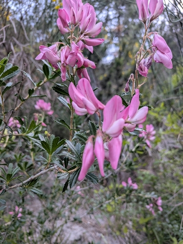 Ononis fruticosa, photograph 4
