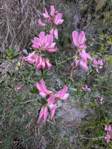 Ononis fruticosa, photograph 5