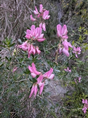 Ononis fruticosa, photograph (c) Mustapha, some rights reserved (CC BY)
