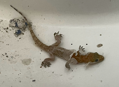 Mediterranean House Gecko