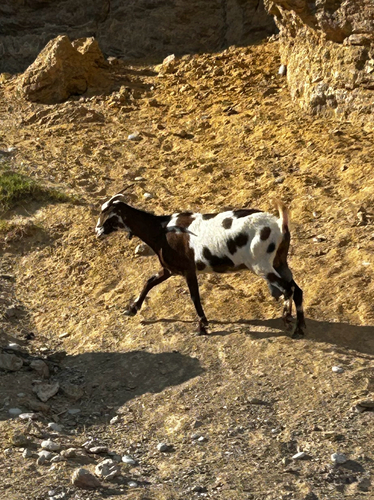 Domestic Goat