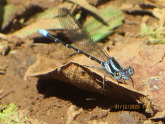 Argia oculata