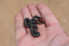 Diadophis punctatus modestus