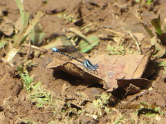 Argia oculata