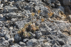 Draba alpina