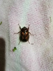 Oryctomorphus bimaculatus