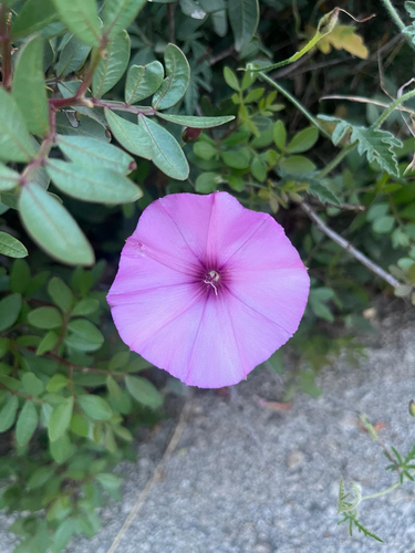 Mallow Bindweed