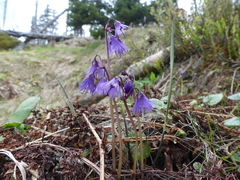 Soldanella montana