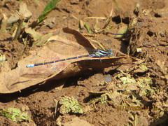 Argia oculata