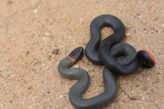 Diadophis punctatus modestus