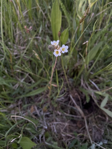Meadow Saxifrage