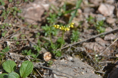 Draba glacialis