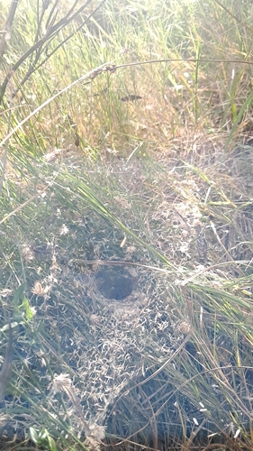 Aglaoctenus lagotis