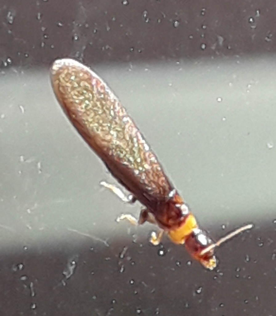 Cape Drywood Termite