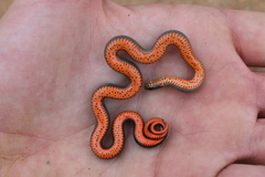 Diadophis punctatus modestus