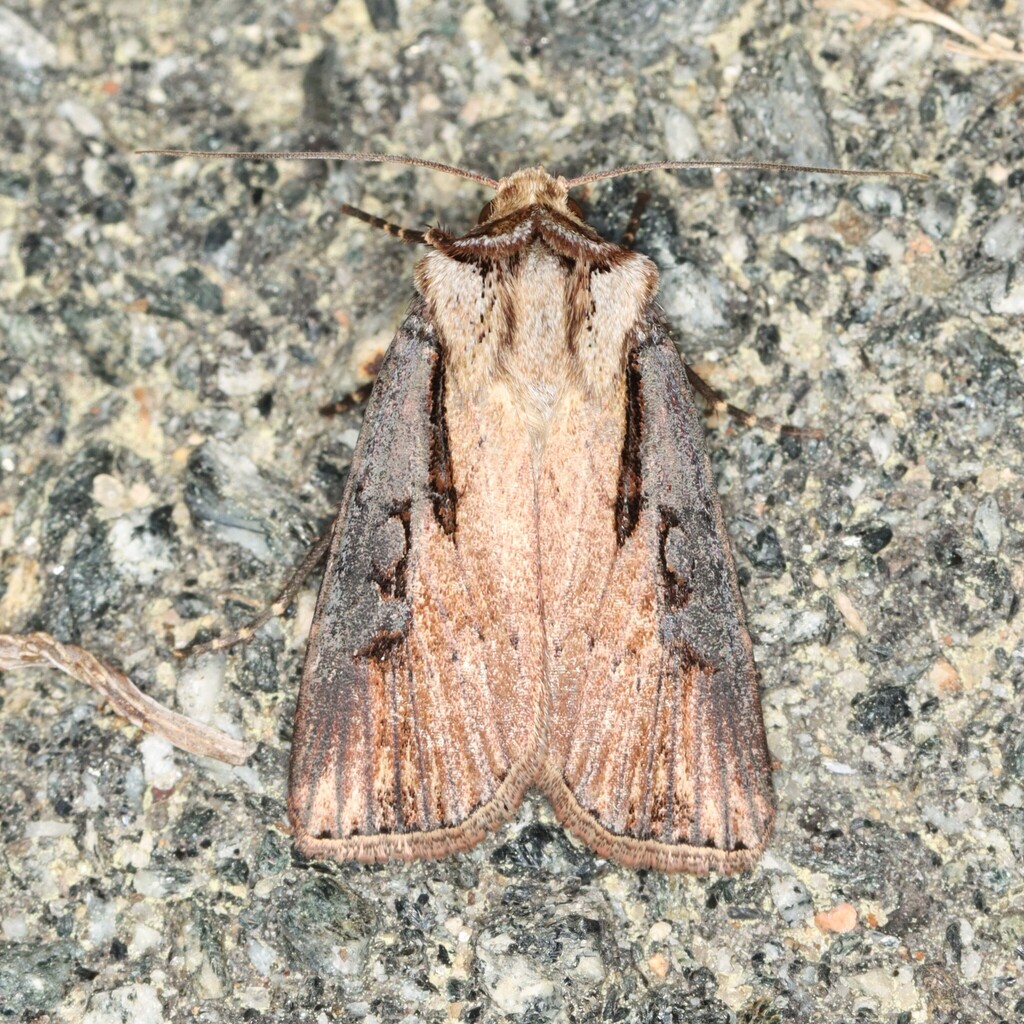 Voluble Dart