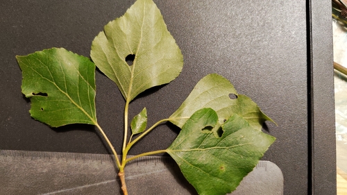 Black Poplar