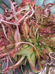 Aceria aloinis
